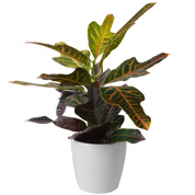 Croton Excellent  + Cubremaceta Blanca